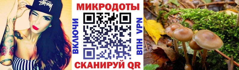 блэк спрут как зайти  Тайшет  Галлюциногенные грибы Psilocybine cubensis 